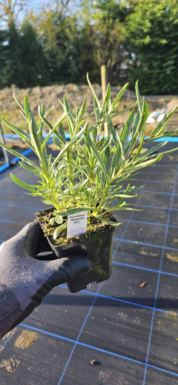 Penstemon 'Margarita Bop'