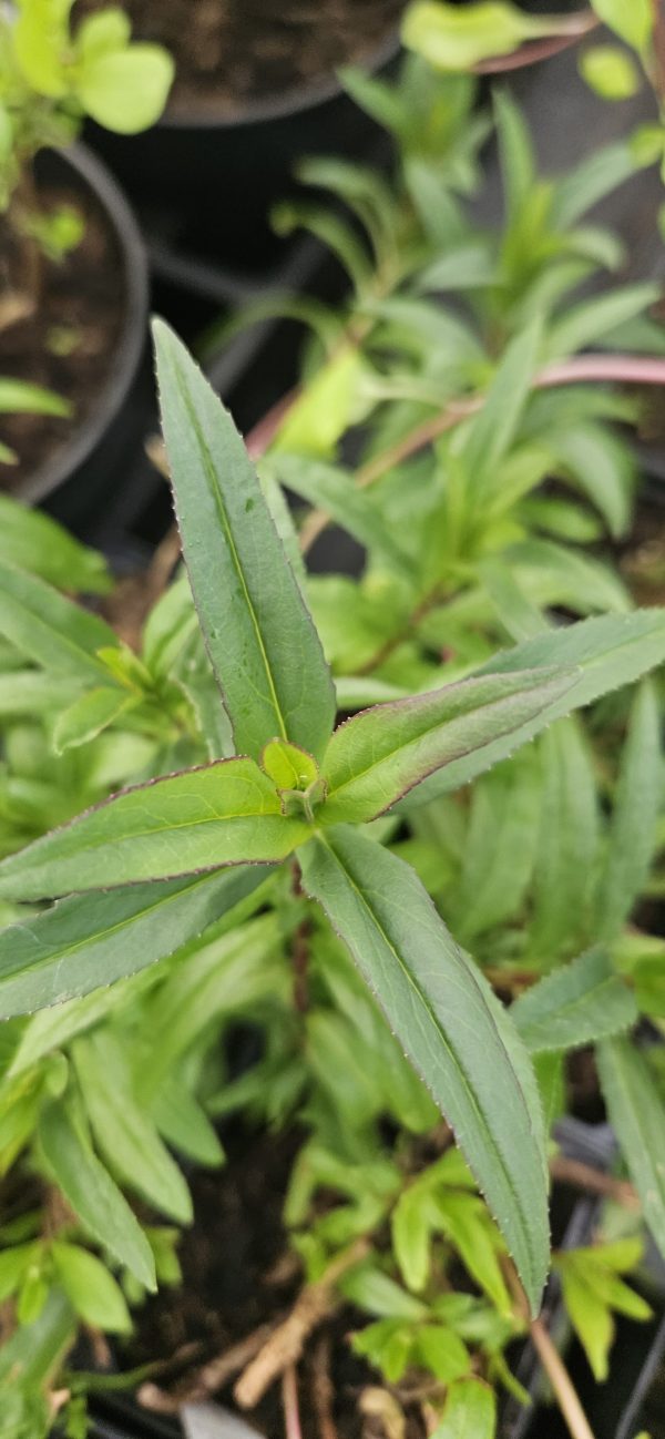 Penstemon 'Mother of Pearl' Penstemon 'Mother of Pearl'