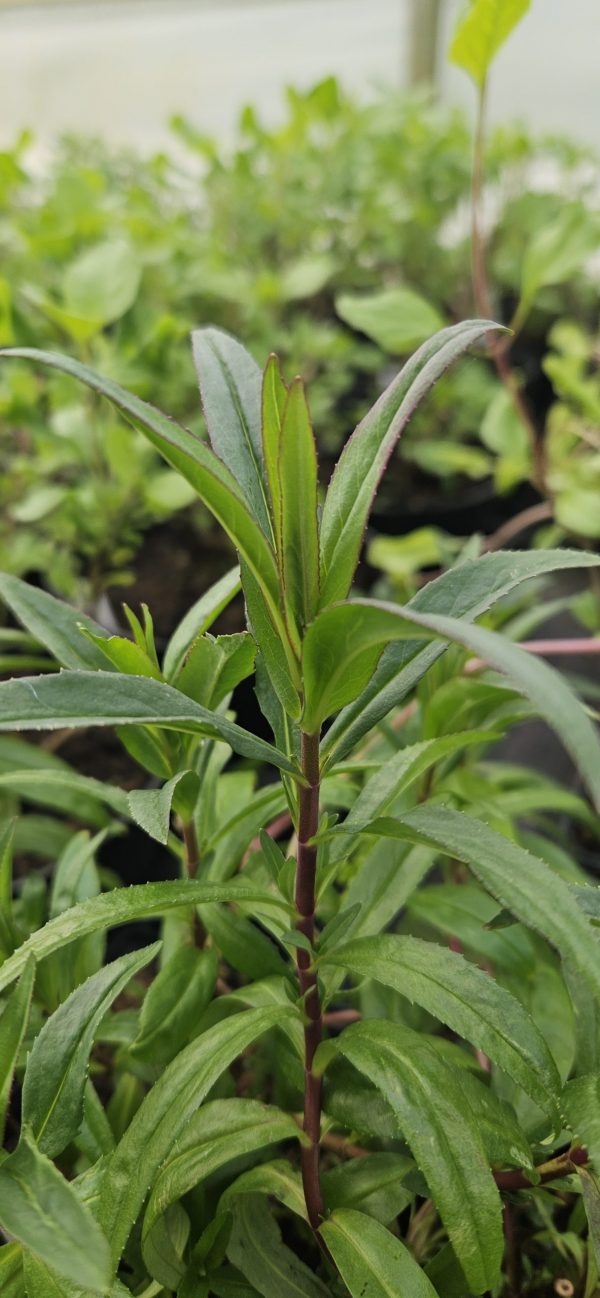 Penstemon 'Mother of Pearl'2 Penstemon 'Mother of Pearl'