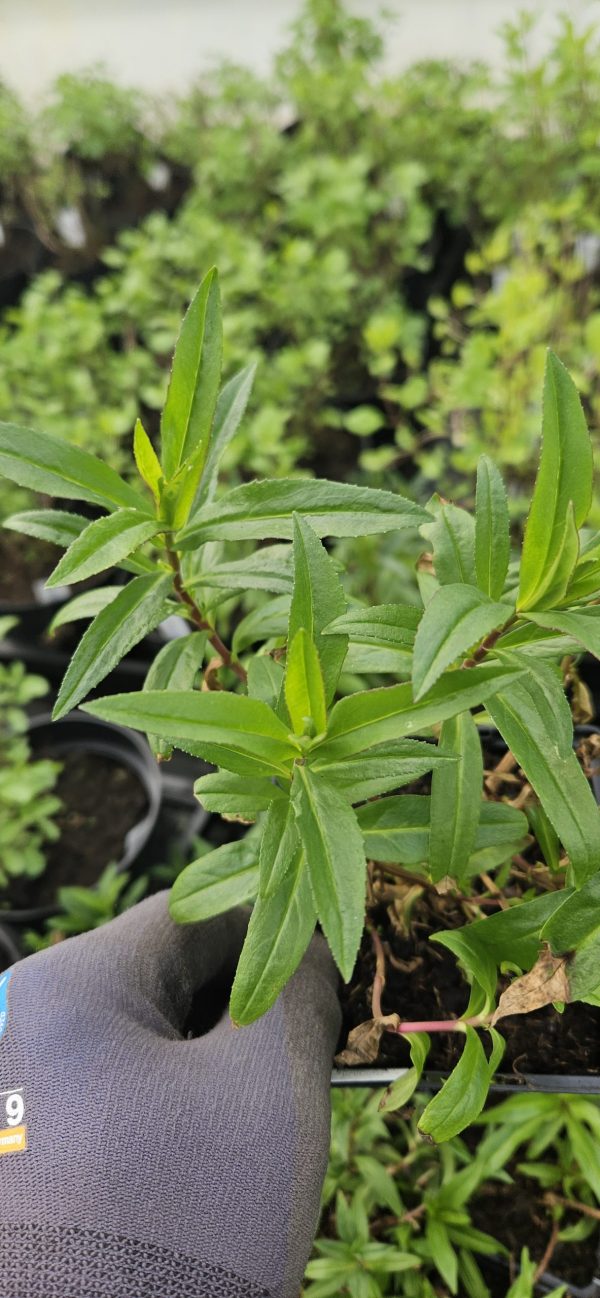 Penstemon 'Mother of Pearl'3 Penstemon 'Mother of Pearl'
