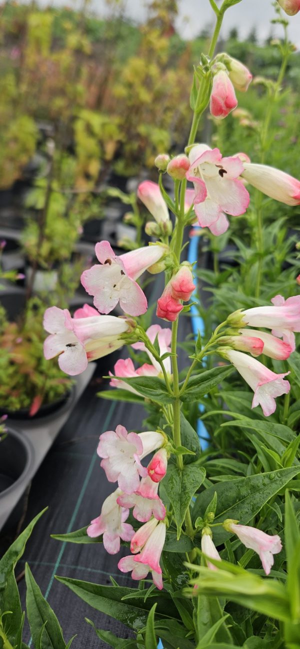 Penstemon 'Osprey' Penstemon 'Osprey'