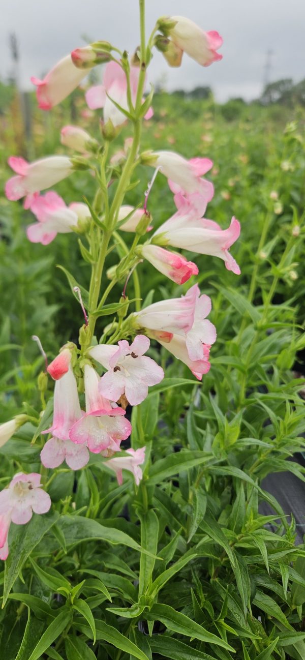 Penstemon 'Osprey'2 Penstemon 'Osprey'