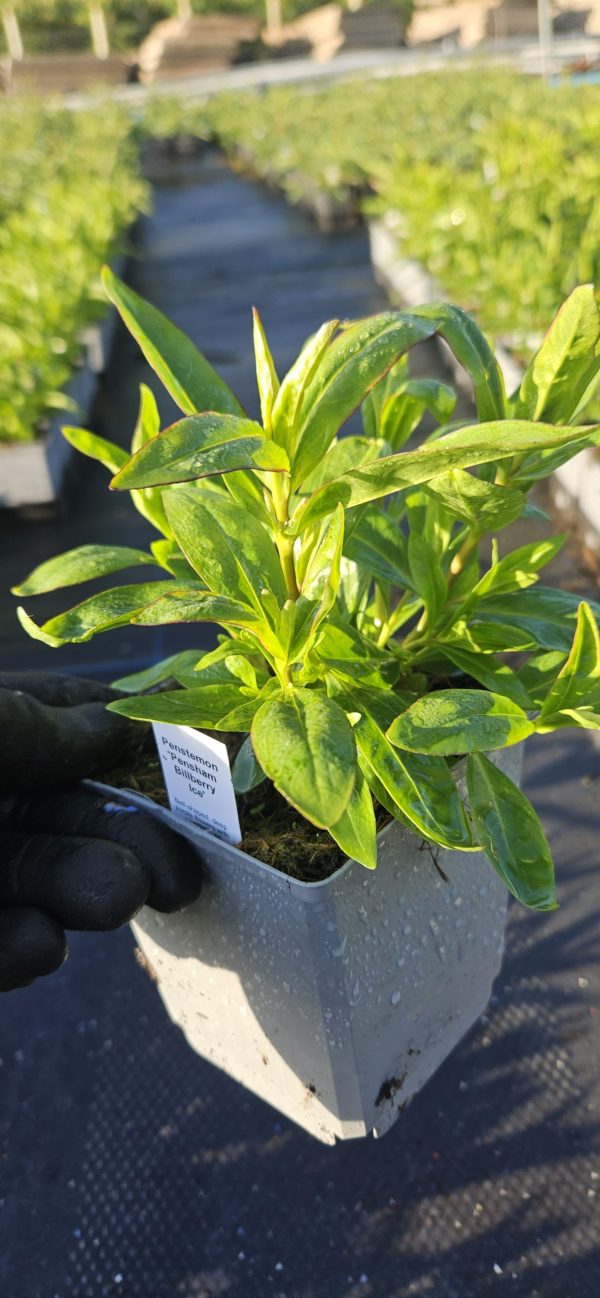 Penstemon 'Pensham Bilberry Ice'