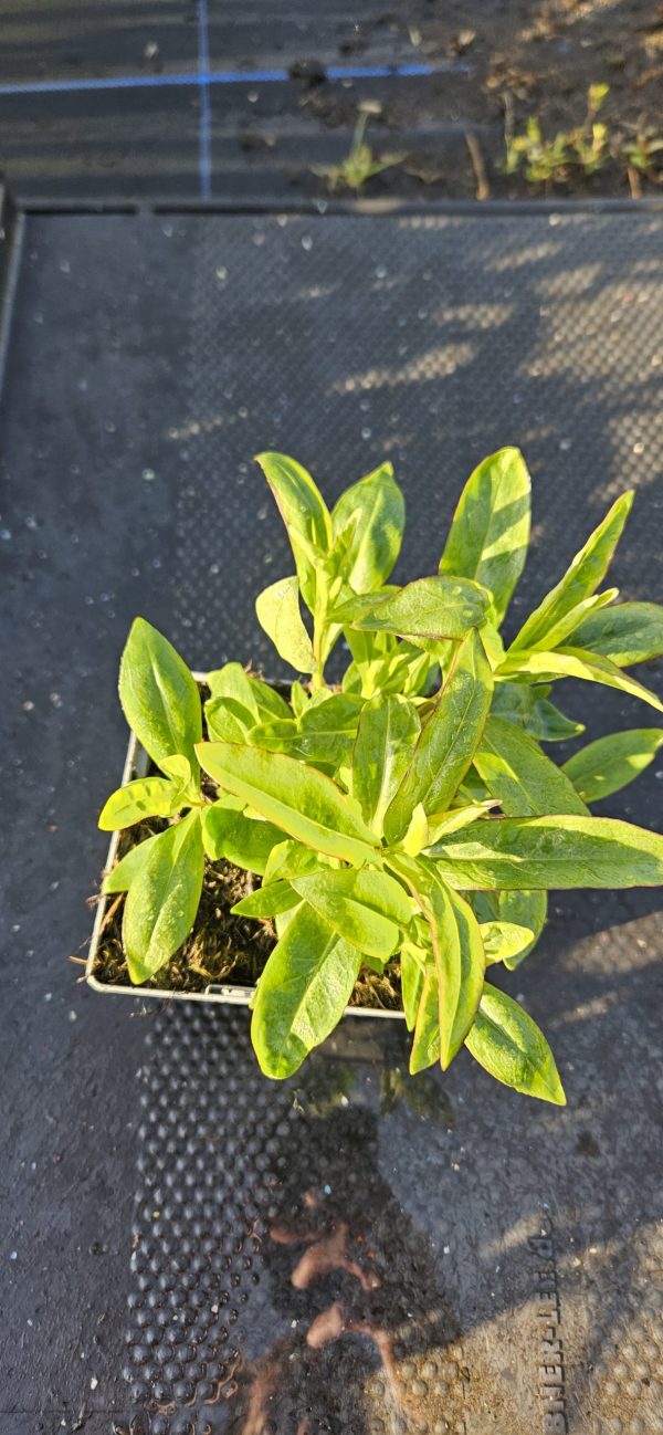 Penstemon 'Pensham Bilberry Ice'