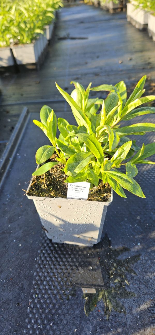 Penstemon 'Pensham Bilberry Ice'