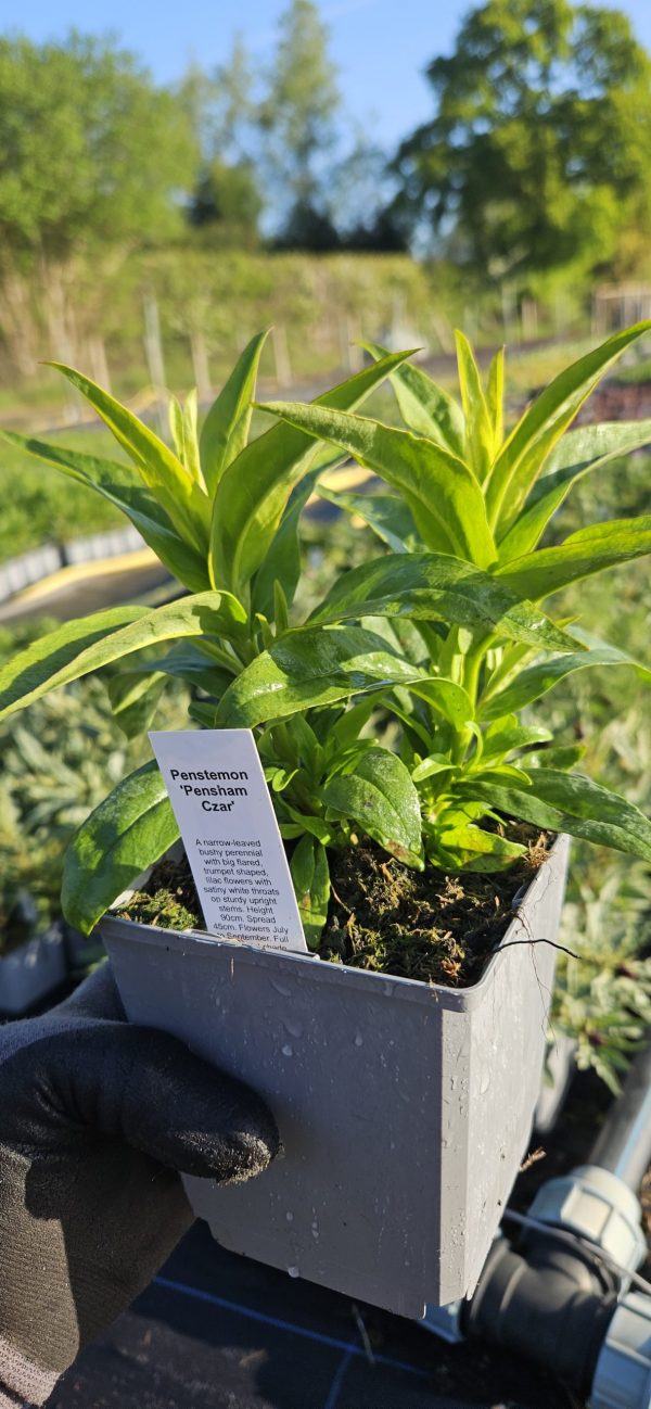 Penstemon 'Pensham Czar'