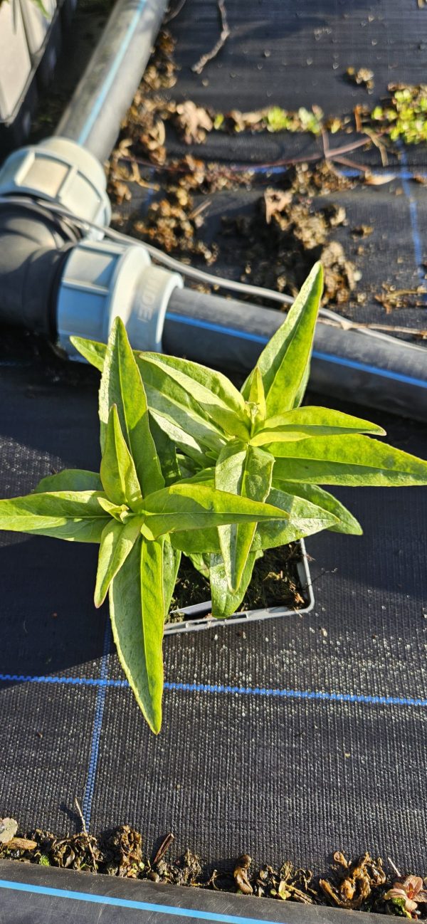 Penstemon 'Pensham Czar'