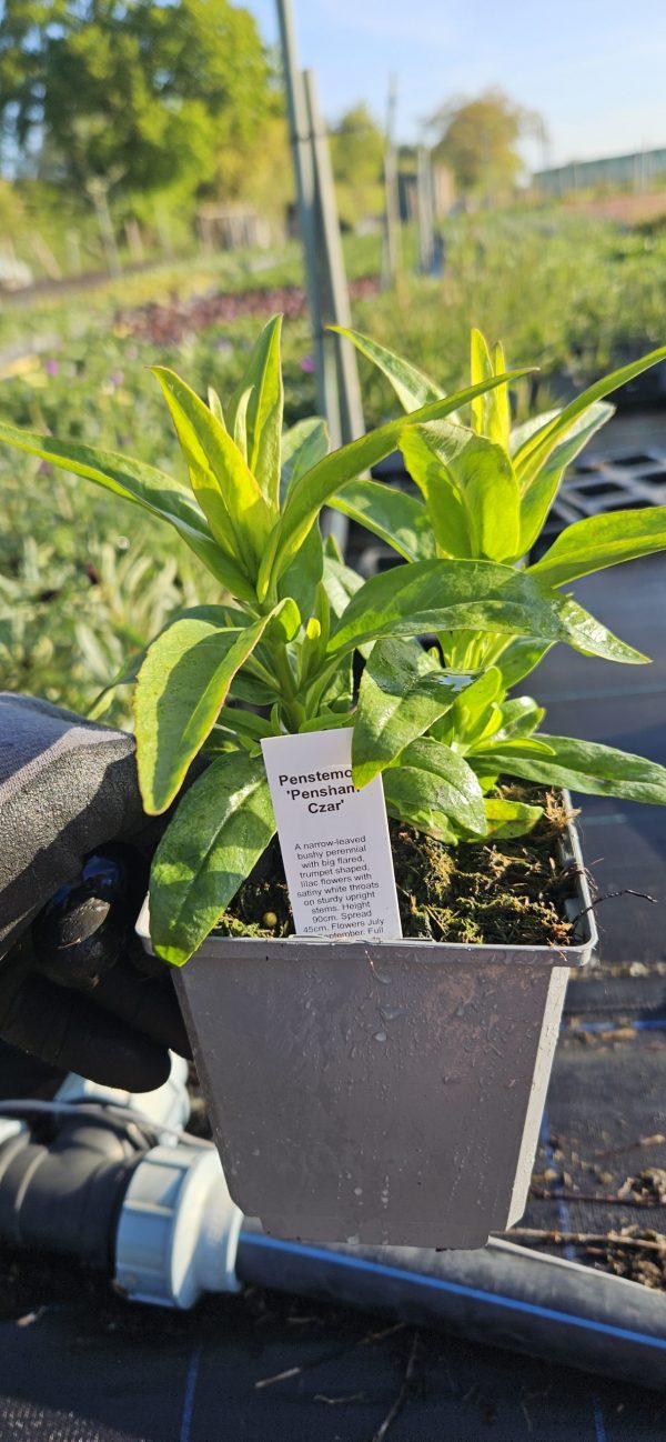 Penstemon 'Pensham Czar'