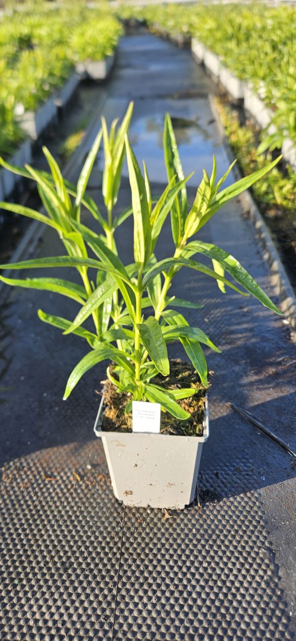 Penstemon 'Pensham Just Jayne'