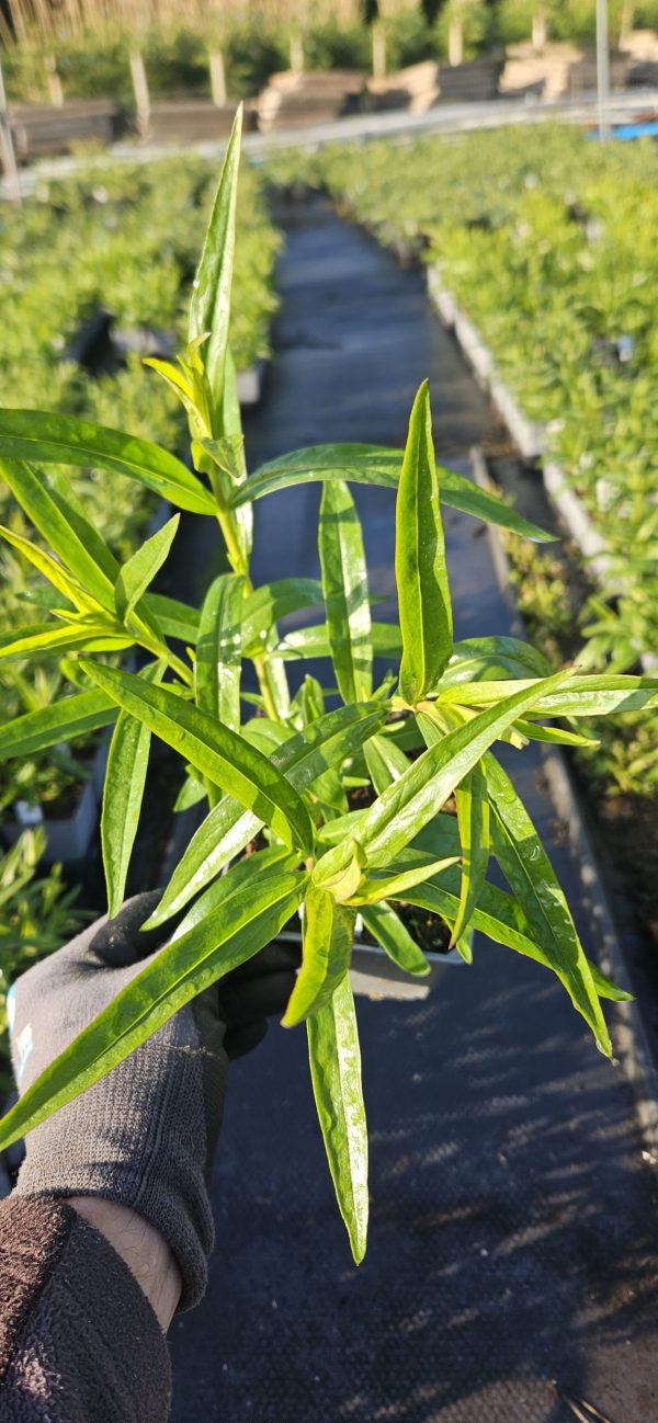 Penstemon 'Pensham Just Jayne'