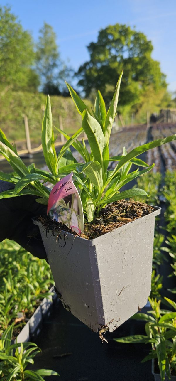Penstemon 'Pensham Laura'