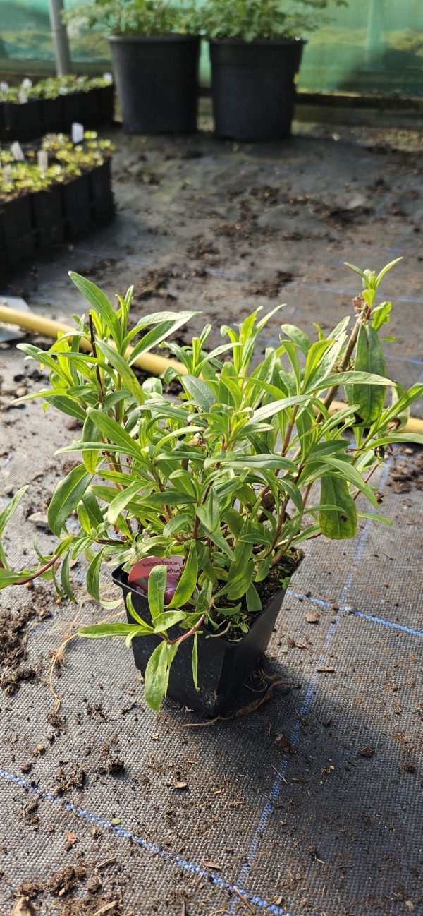 Penstemon 'Pensham Plum Jerkum'