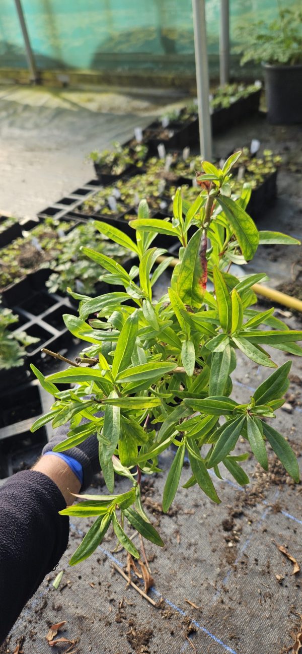 Penstemon 'Pensham Plum Jerkum'