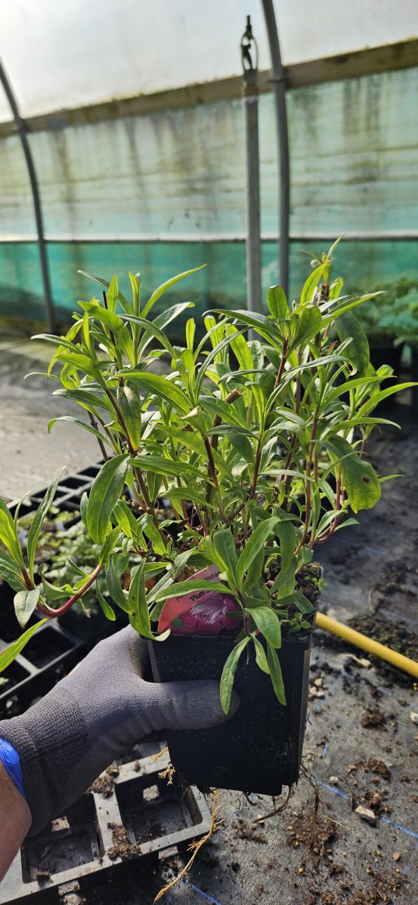 Penstemon 'Pensham Plum Jerkum'