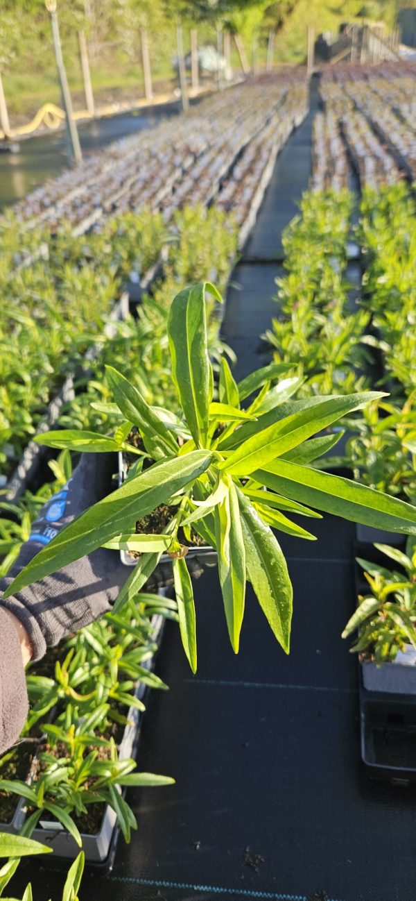 Penstemon 'Pensham Wedding Day'