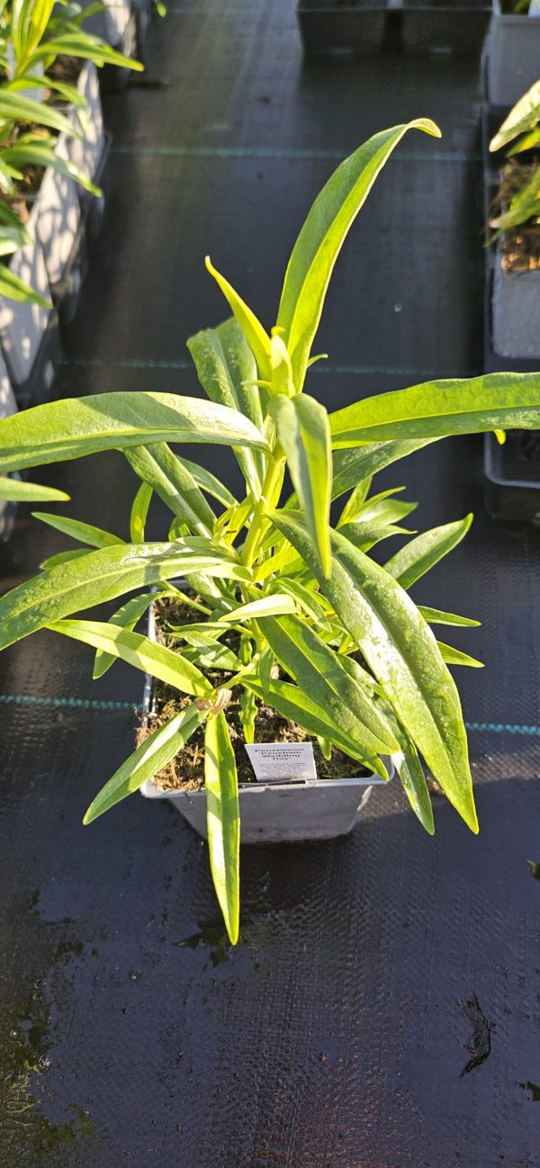 Penstemon 'Pensham Wedding Day'