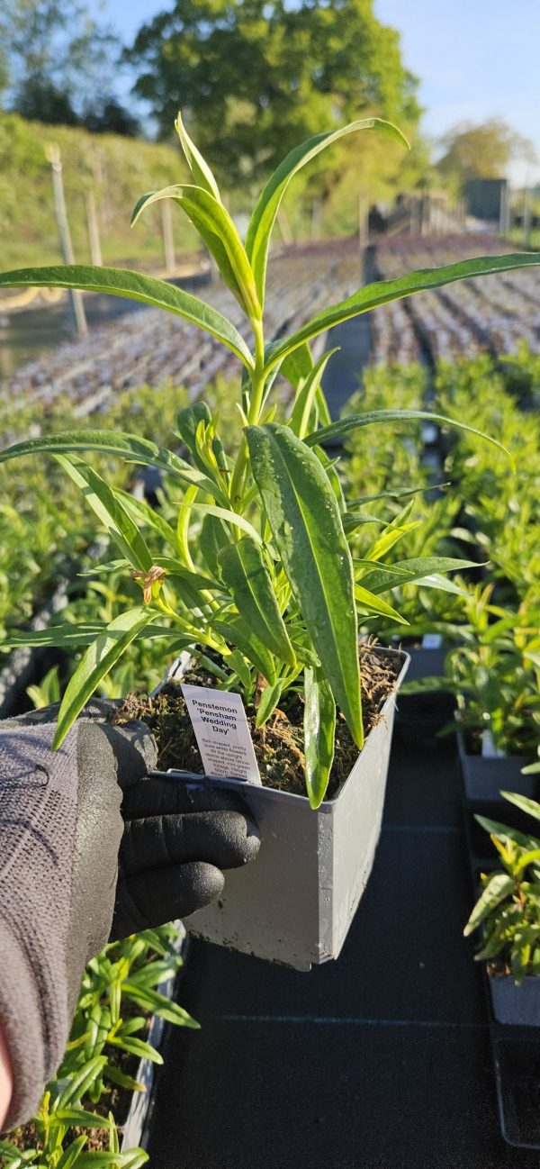 Penstemon 'Pensham Wedding Day'