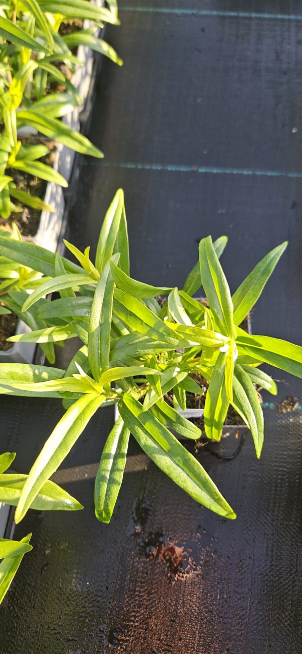 Penstemon 'Pershore Pink Lady'