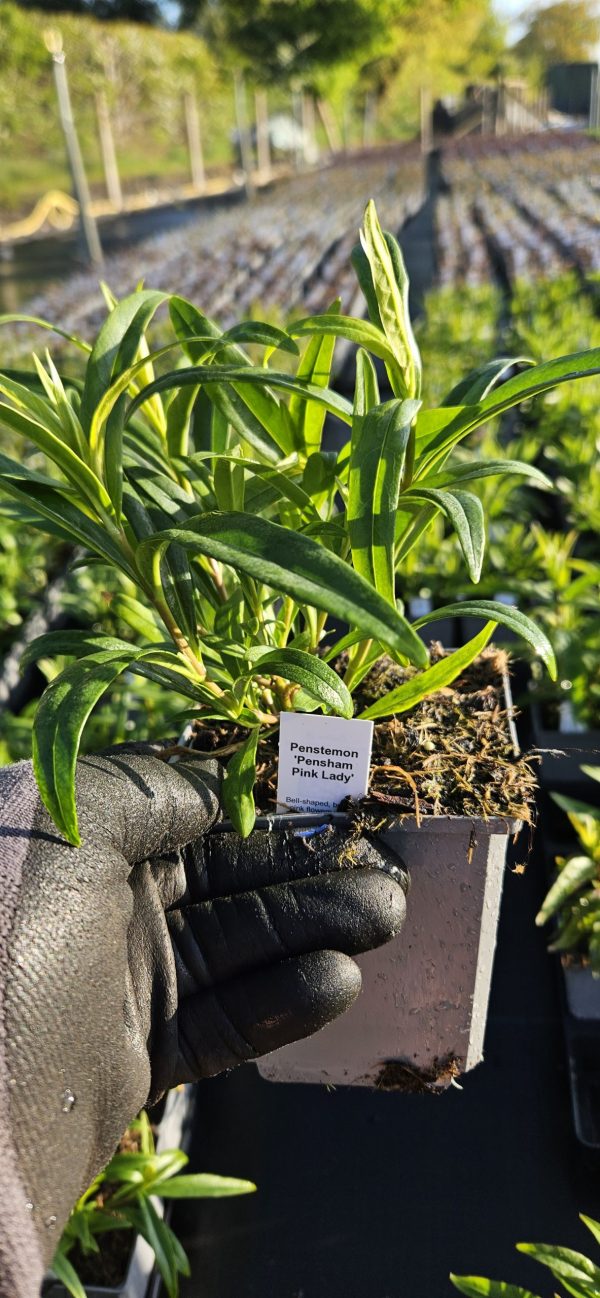 Penstemon 'Pershore Pink Lady'