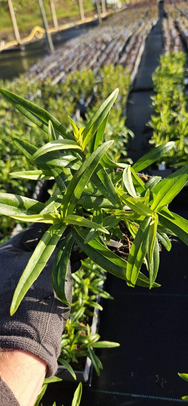 Penstemon 'Pershore Pink Lady'