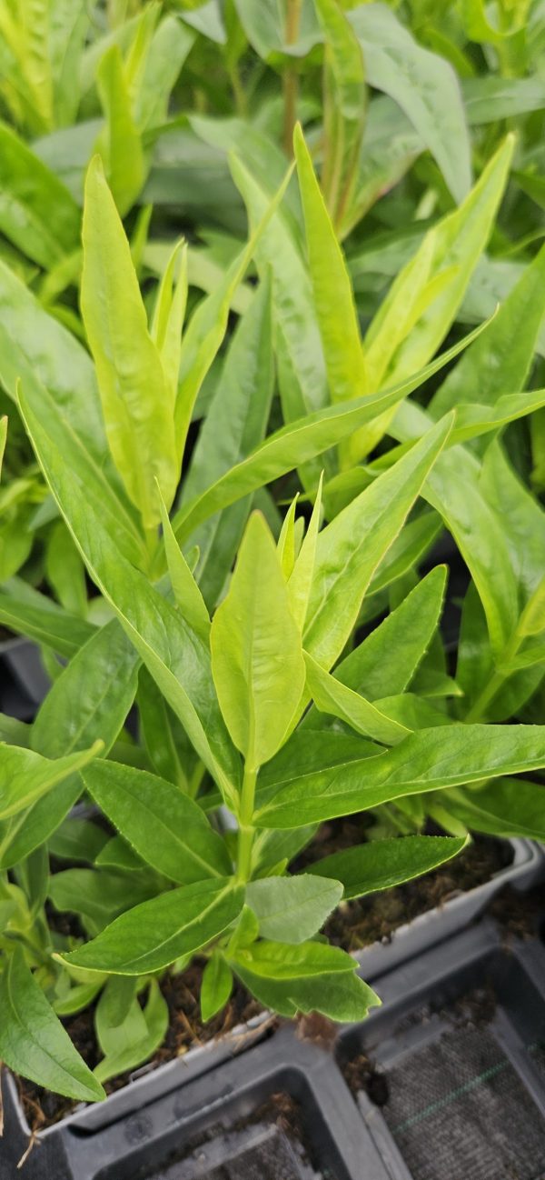 Penstemon 'Purple Passion'