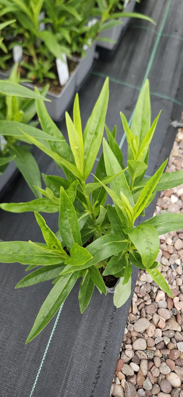 Penstemon 'Purple Passion'