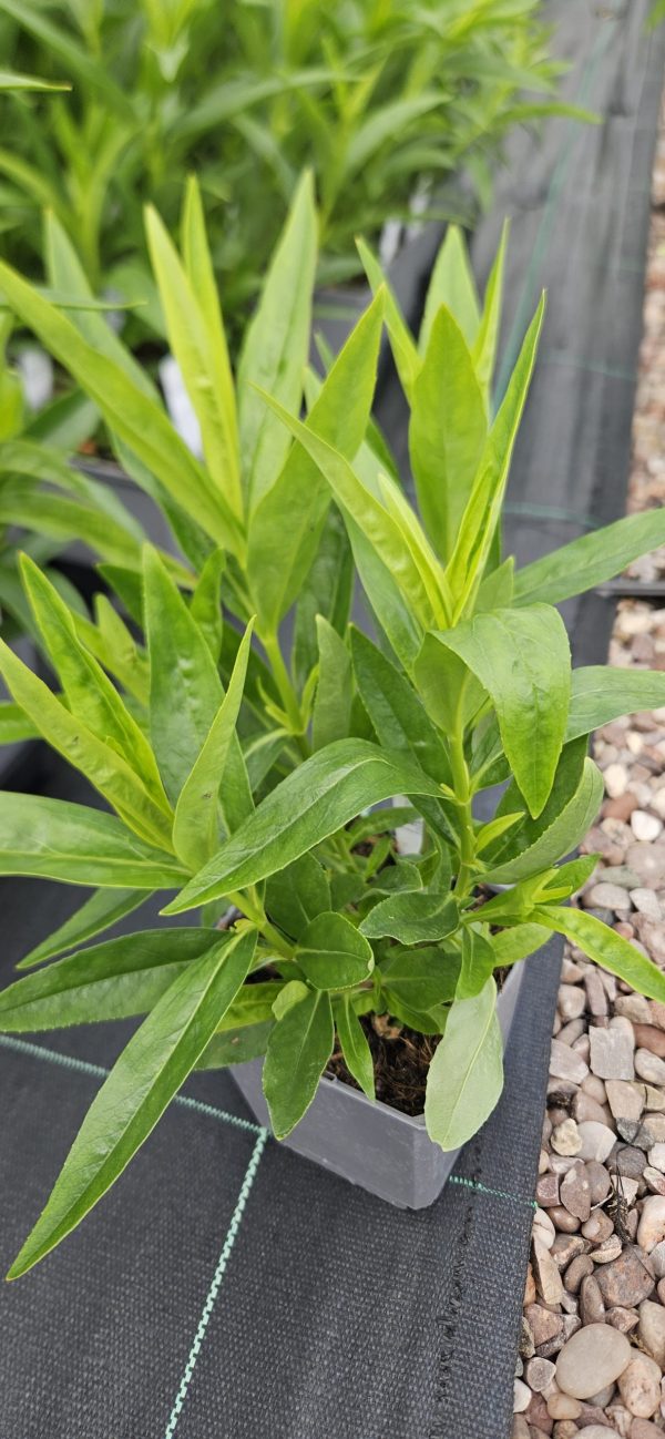 Penstemon 'Purple Passion'
