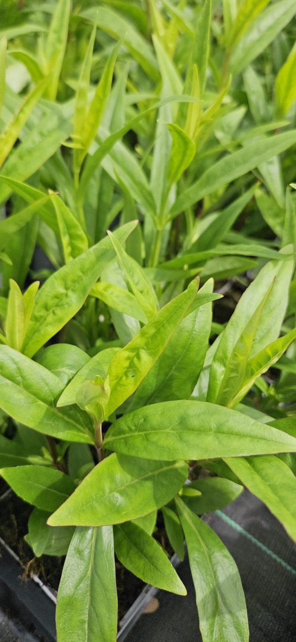 Penstemon 'Rich Ruby'