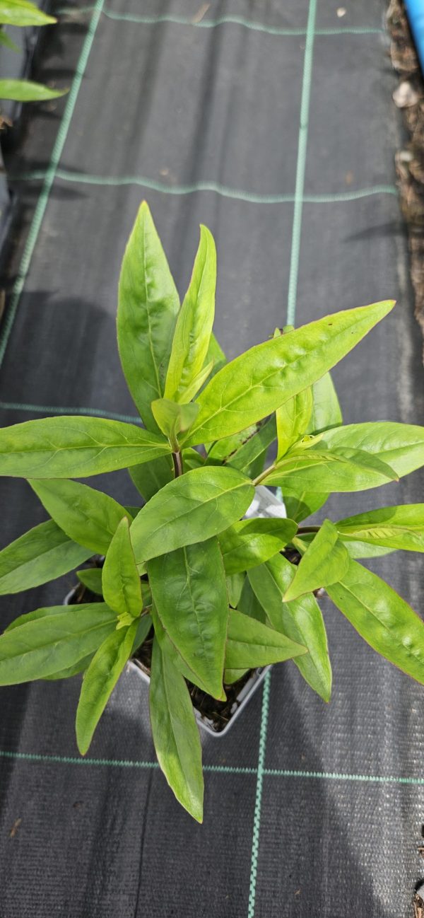 Penstemon 'Rich Ruby'
