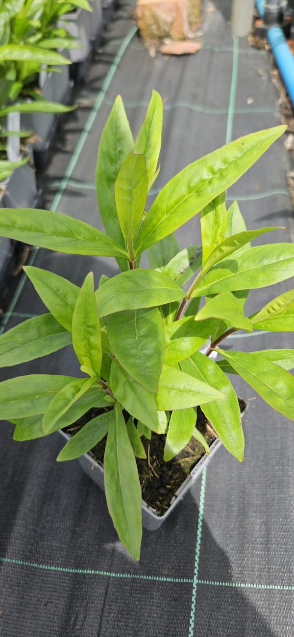 Penstemon 'Rich Ruby'