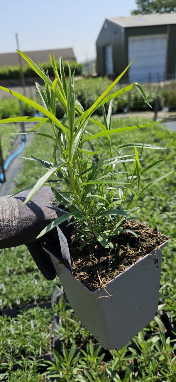 Penstemon 'Schoenhoizeri'
