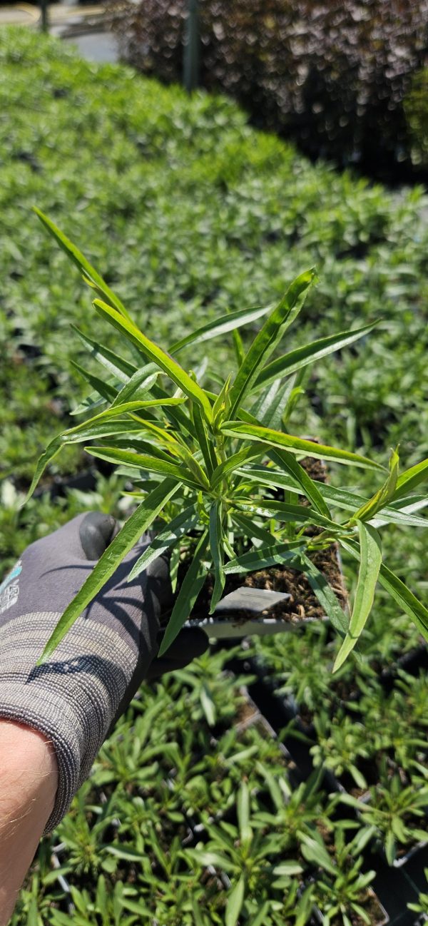 Penstemon 'Schoenhoizeri'