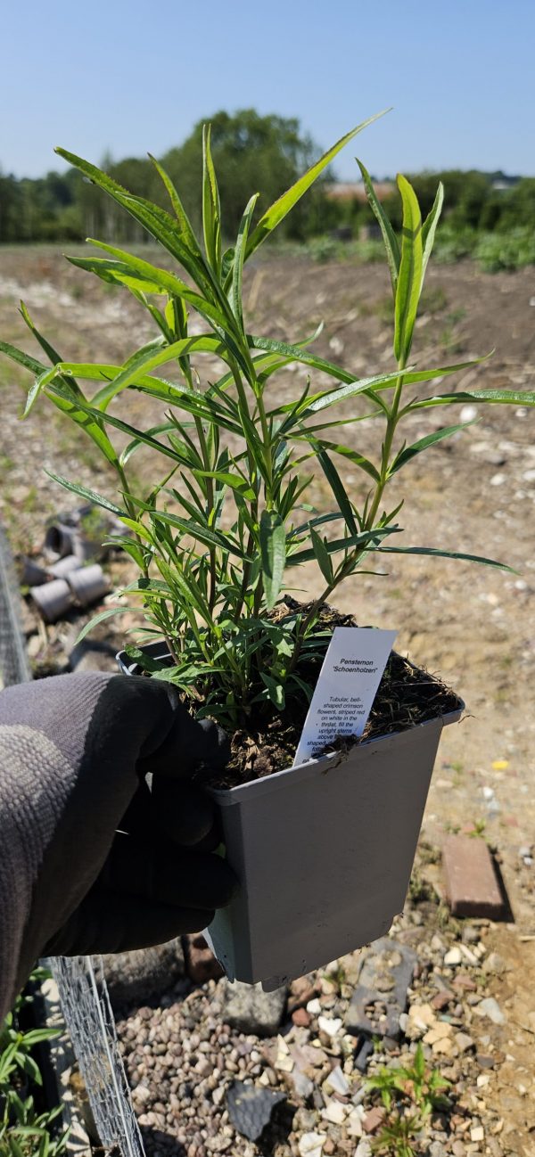 Penstemon 'Schoenhoizeri'