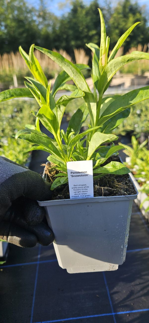 Penstemon 'Snowstorm'
