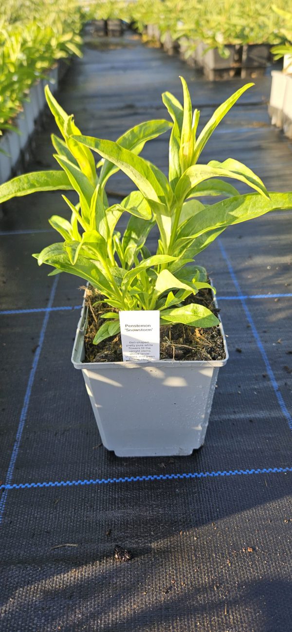Penstemon 'Snowstorm'