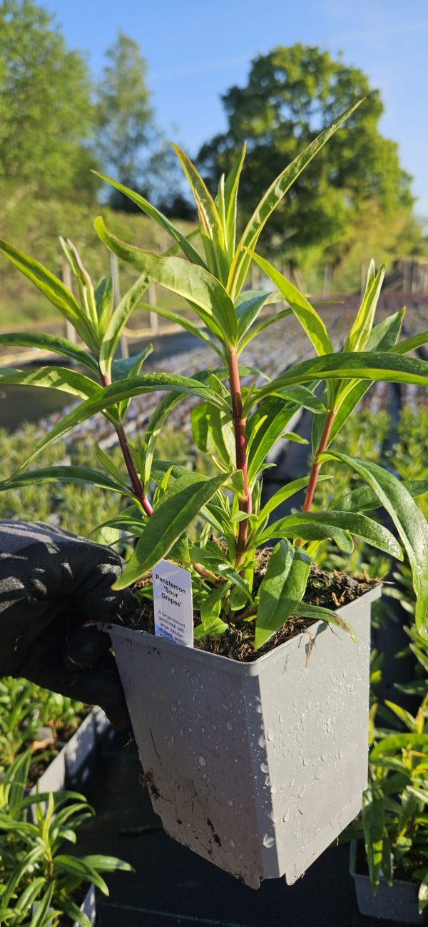 Penstemon 'Sour Grapes' Penstemon 'Sour Grapes'