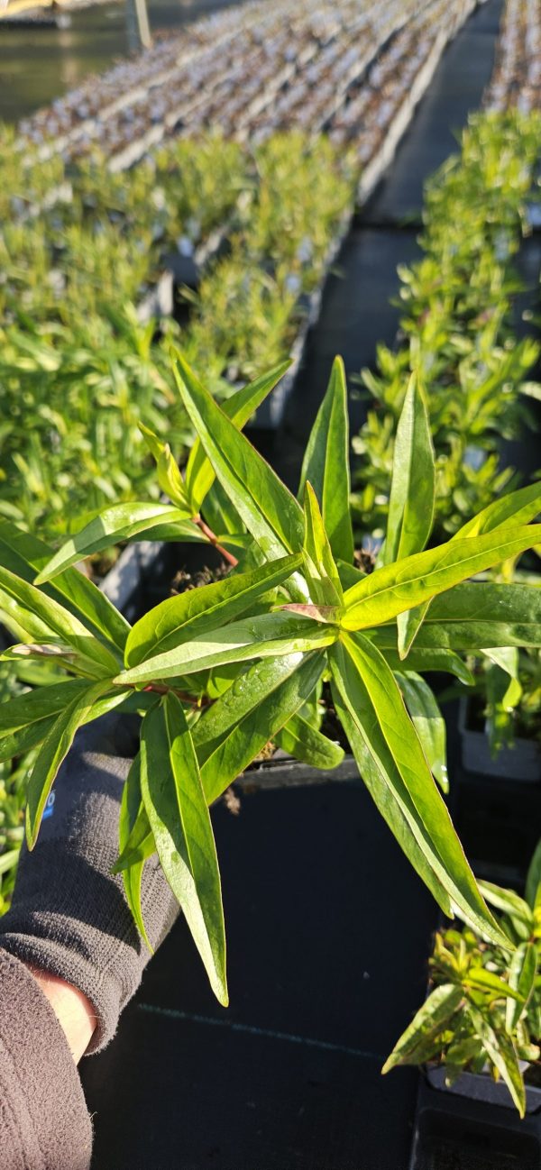 Penstemon 'Sour Grapes'2 Penstemon 'Sour Grapes'