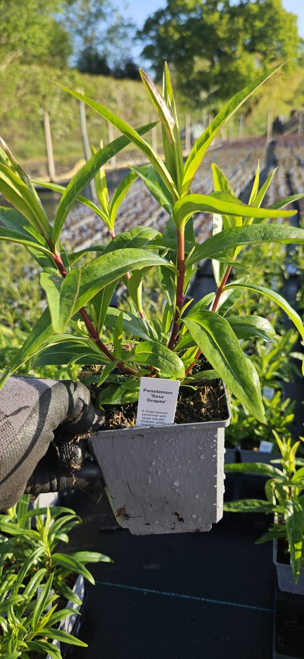 Penstemon 'Sour Grapes'3 Penstemon 'Sour Grapes'
