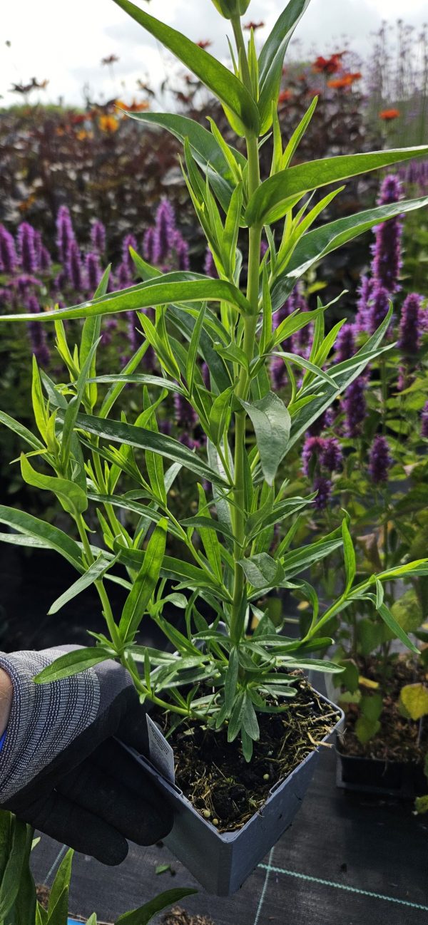 Penstemon 'Tayberry Ice'