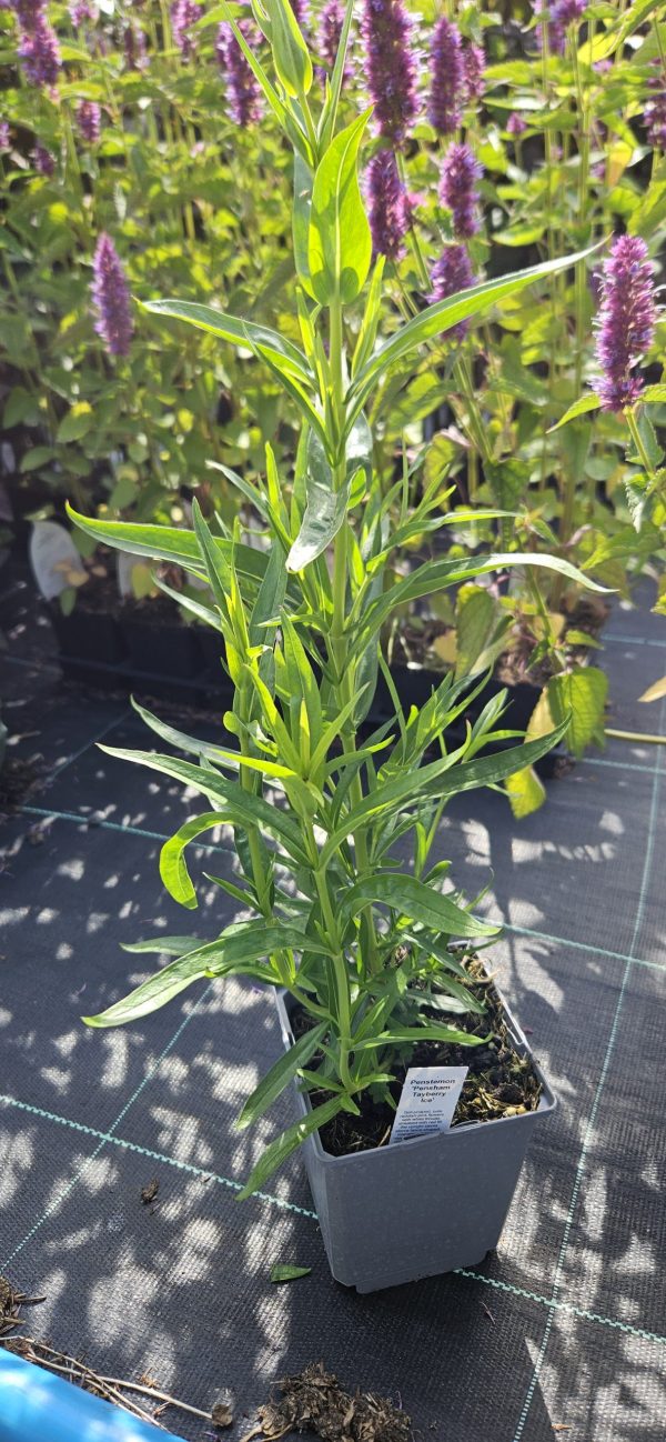 Penstemon 'Tayberry Ice'