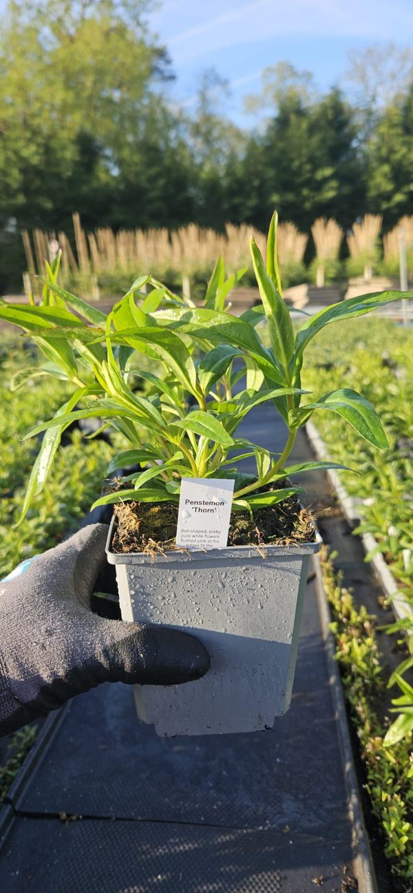 Penstemon 'Thorn'