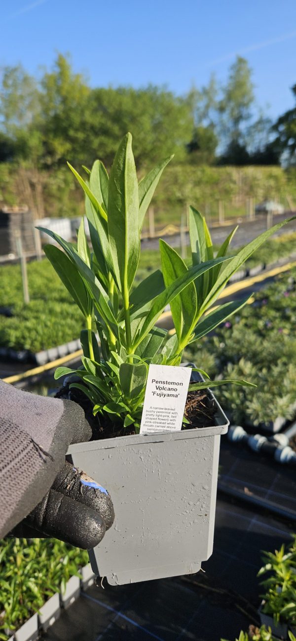 Penstemon Volcano 'Fujiyama'
