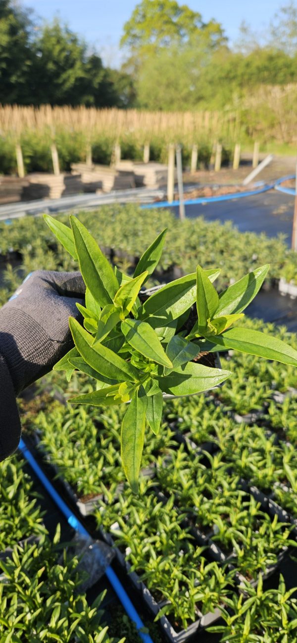 Penstemon Volcano 'Fujiyama'