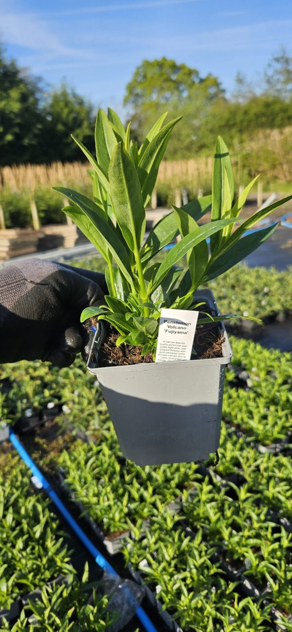 Penstemon Volcano 'Fujiyama'