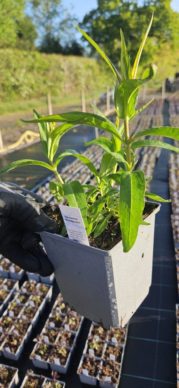 Penstemon 'Woodpecker' Penstemon 'Woodpecker'