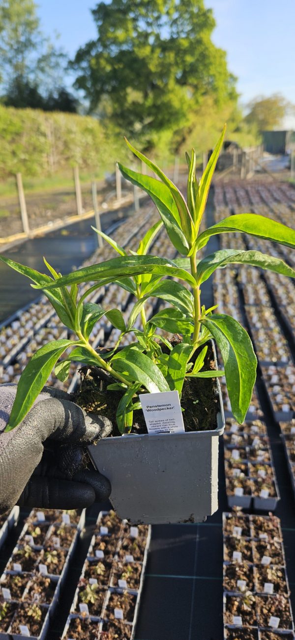 Penstemon 'Woodpecker'3 Penstemon 'Woodpecker'
