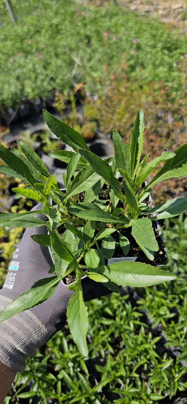 Penstemon heterophyllus 'Catherine de la Mare' Penstemon heterophyllus 'Catherine de la Mare'