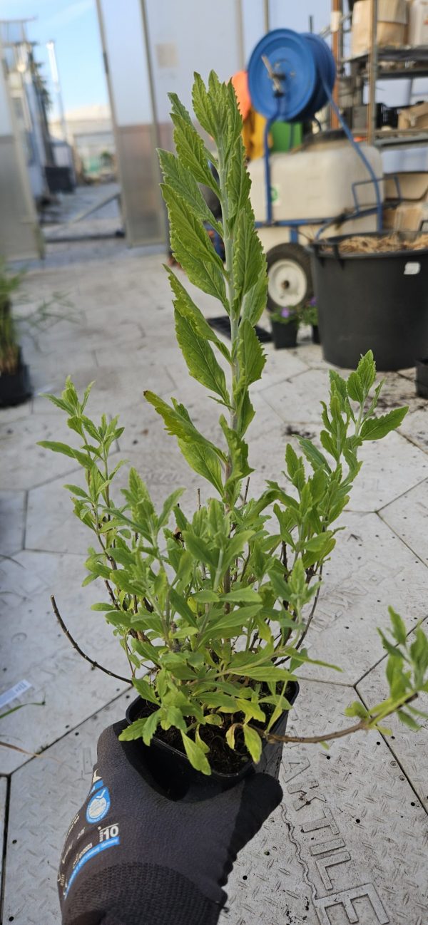 Perovskia 'Blue Steel'