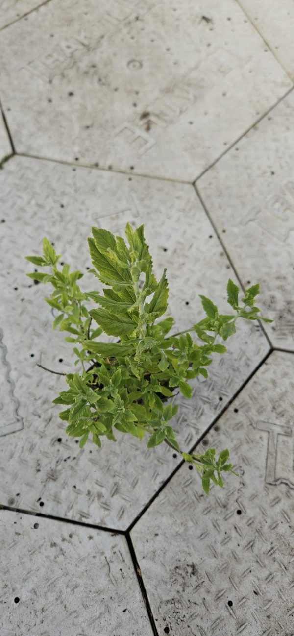 Perovskia 'Blue Steel'