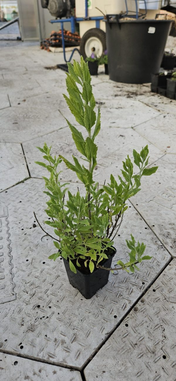 Perovskia 'Blue Steel'